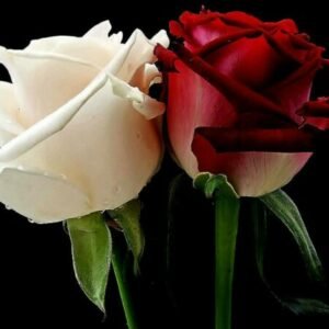 Profile photo of Nour Alawad